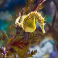 Project Seahorse Community Support Fund