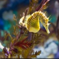 Project Seahorse Community Support Fund
