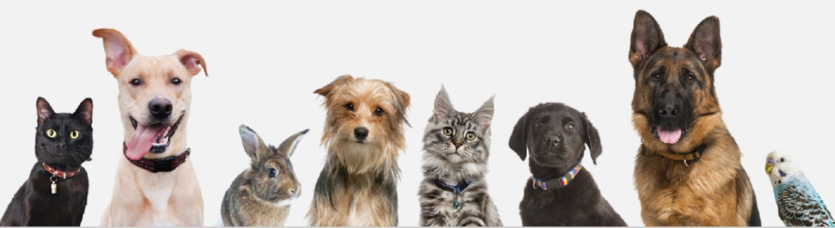 Shaw Patrol Banner Image