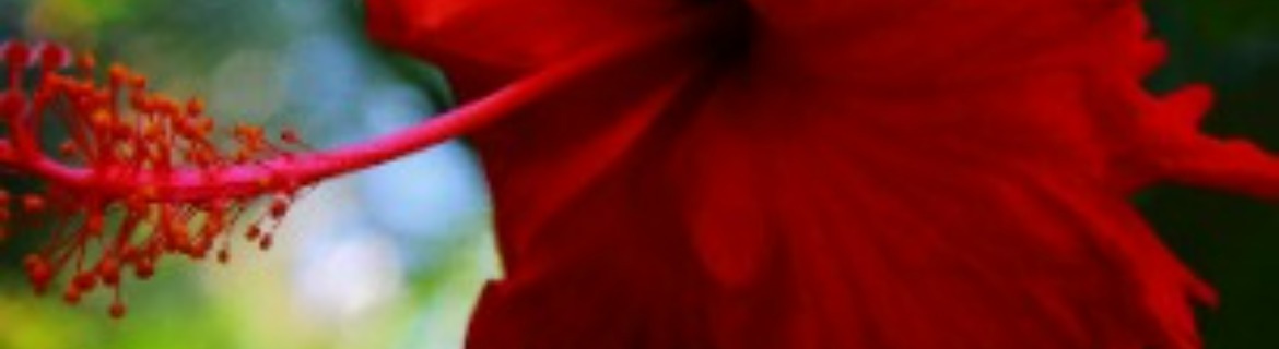 Dudette Banner Image