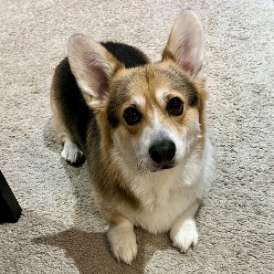 Bronwen's Profile Image