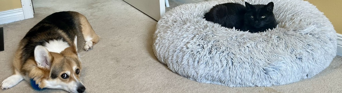 Bronwen's Page Banner Image