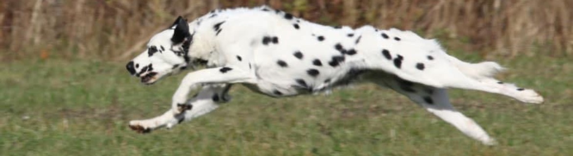 Delaney's Wiggle Waggle Page Banner Image