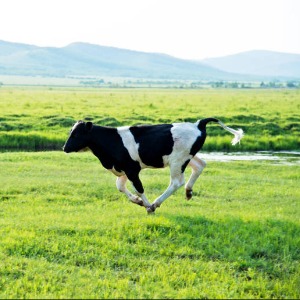 Maya's Profile Image