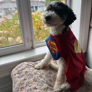 Stanley's Profile Image