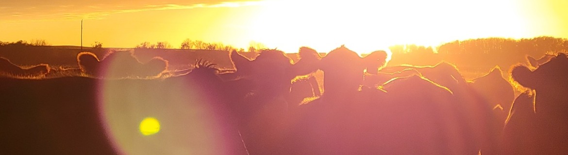 For Dad Banner Image