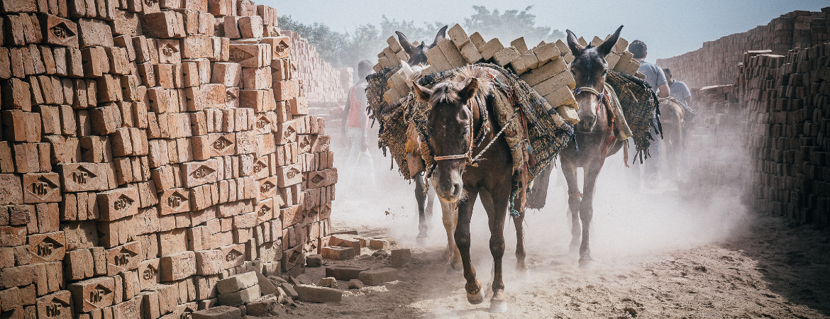 Donkeys heavily laden with bricks