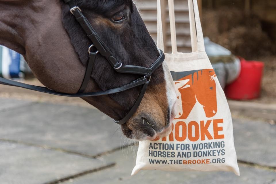 Close up of a horse next to a Brooke tote bag