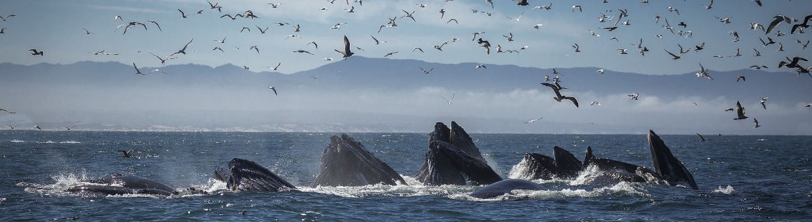 Blake's Birthday Fundraiser Banner Image