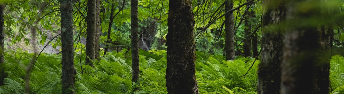 Predict Expert AI Banner Image