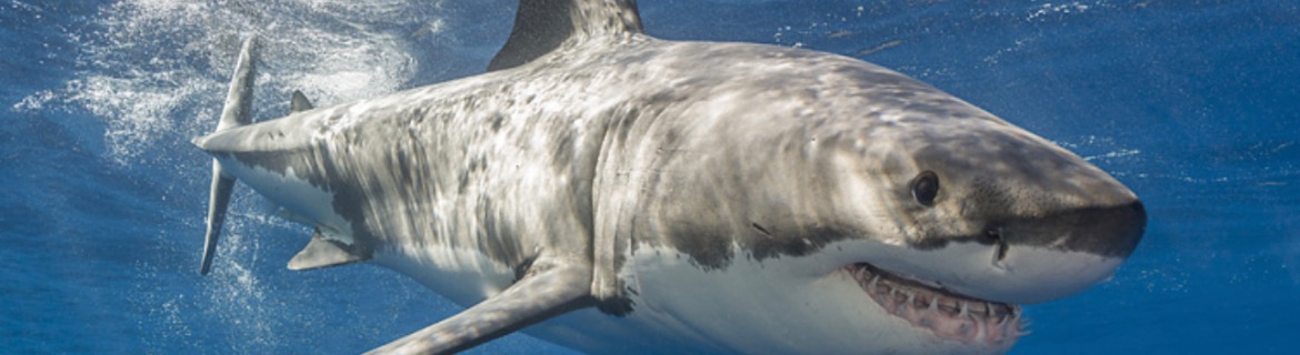 Mara's Shark Savers Banner Image